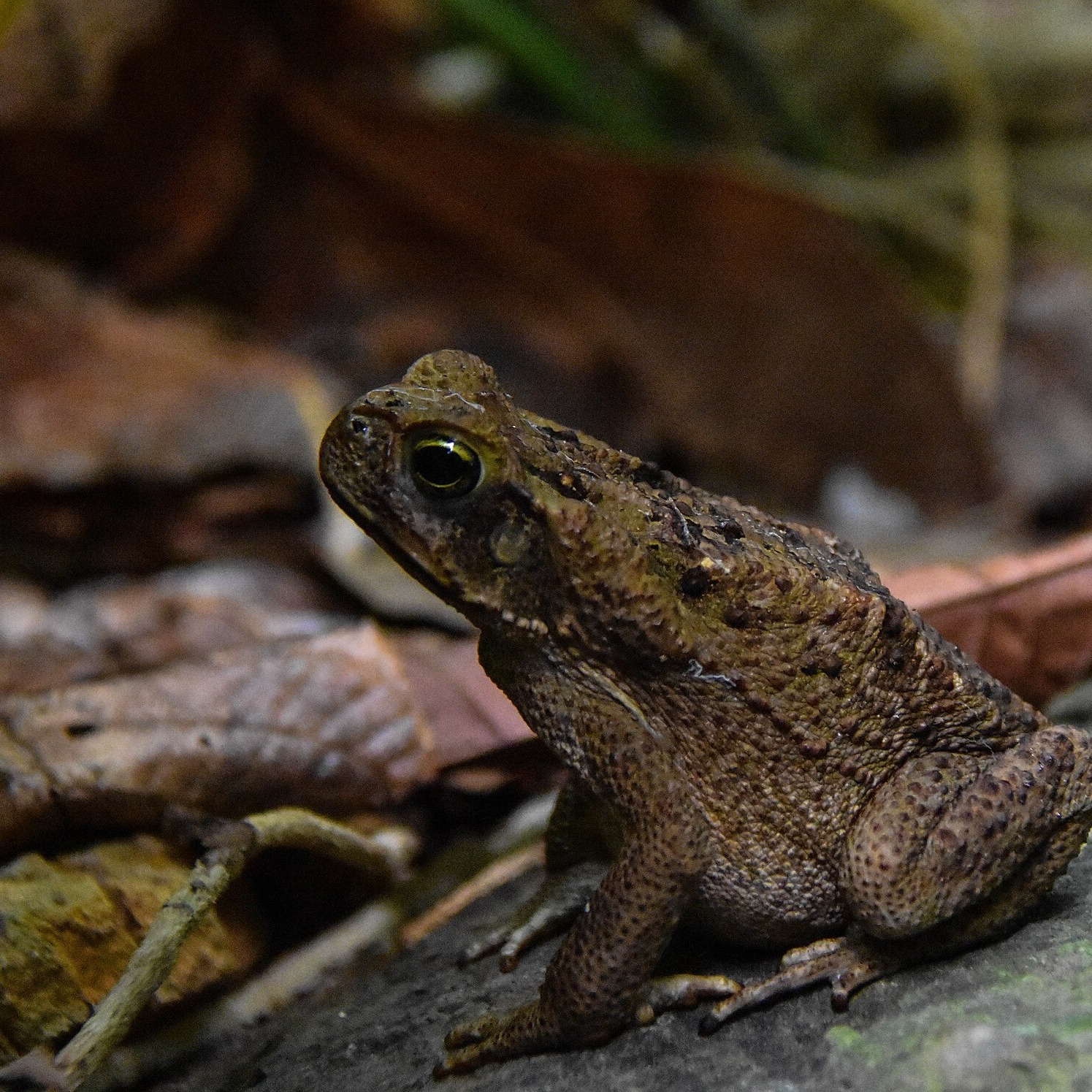 Rhinella horribilis