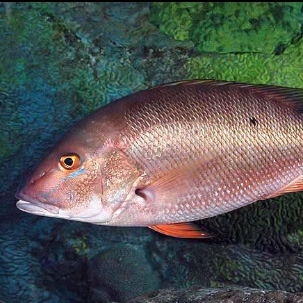 Lutjanus analis