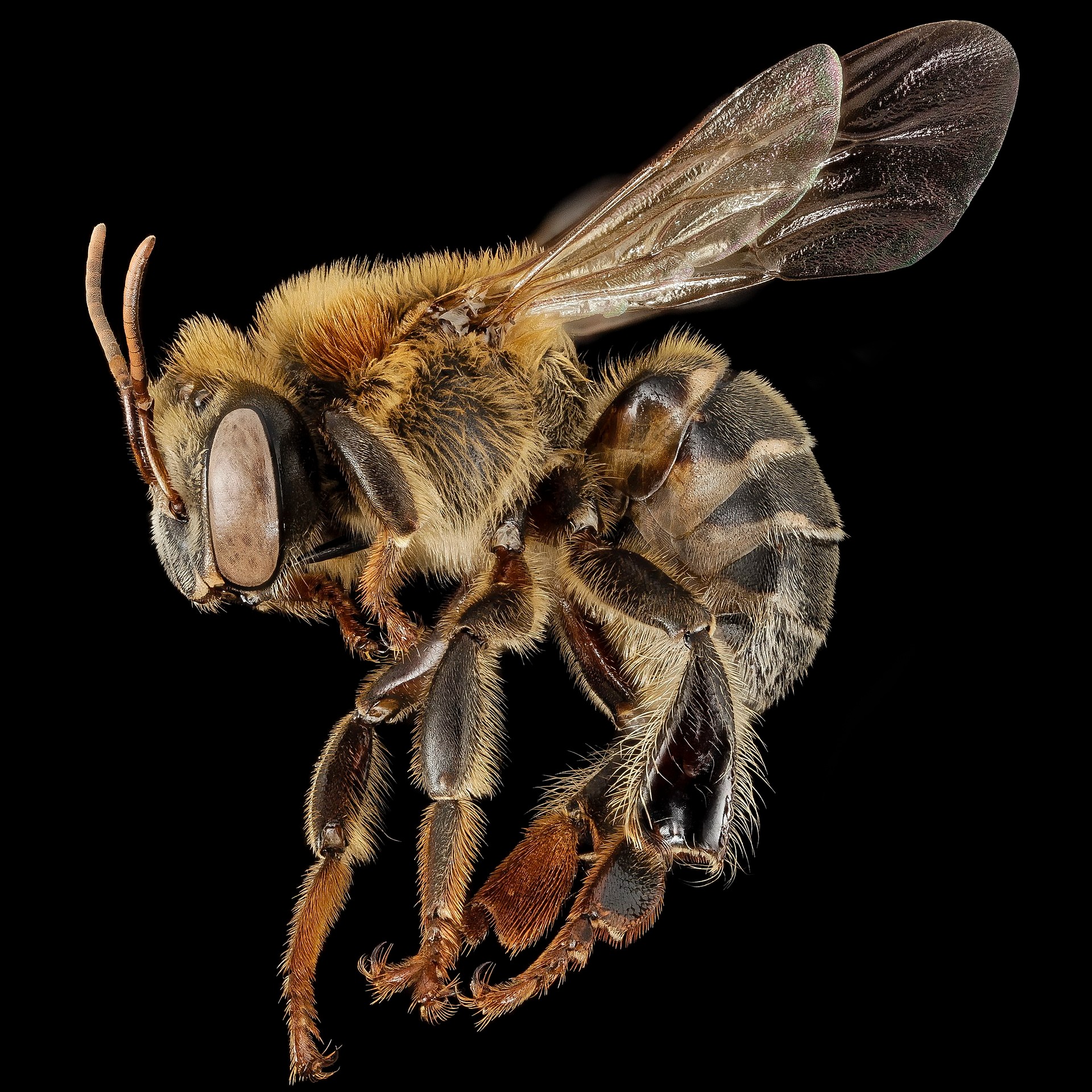 Melipona beecheii