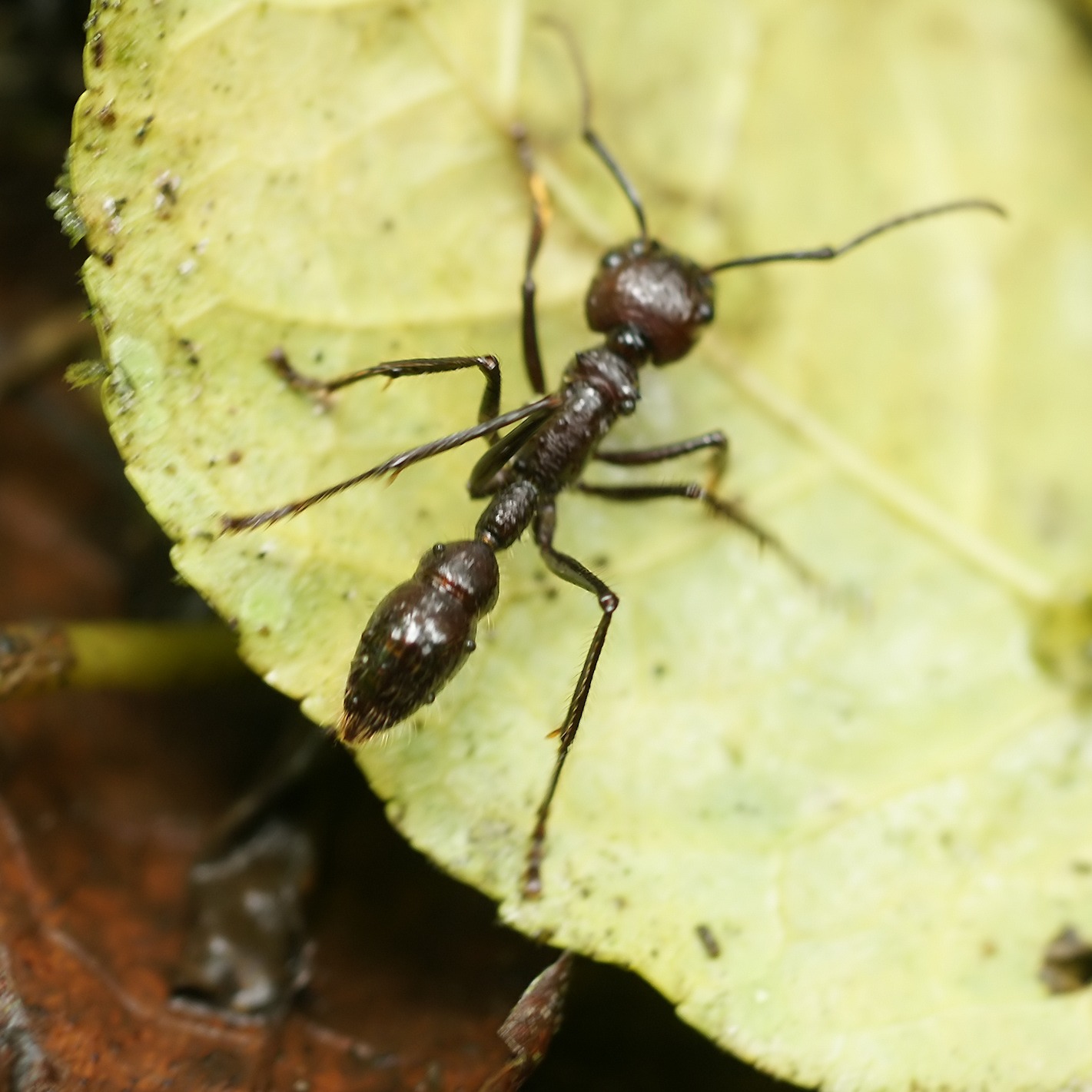 Paraponera clavata