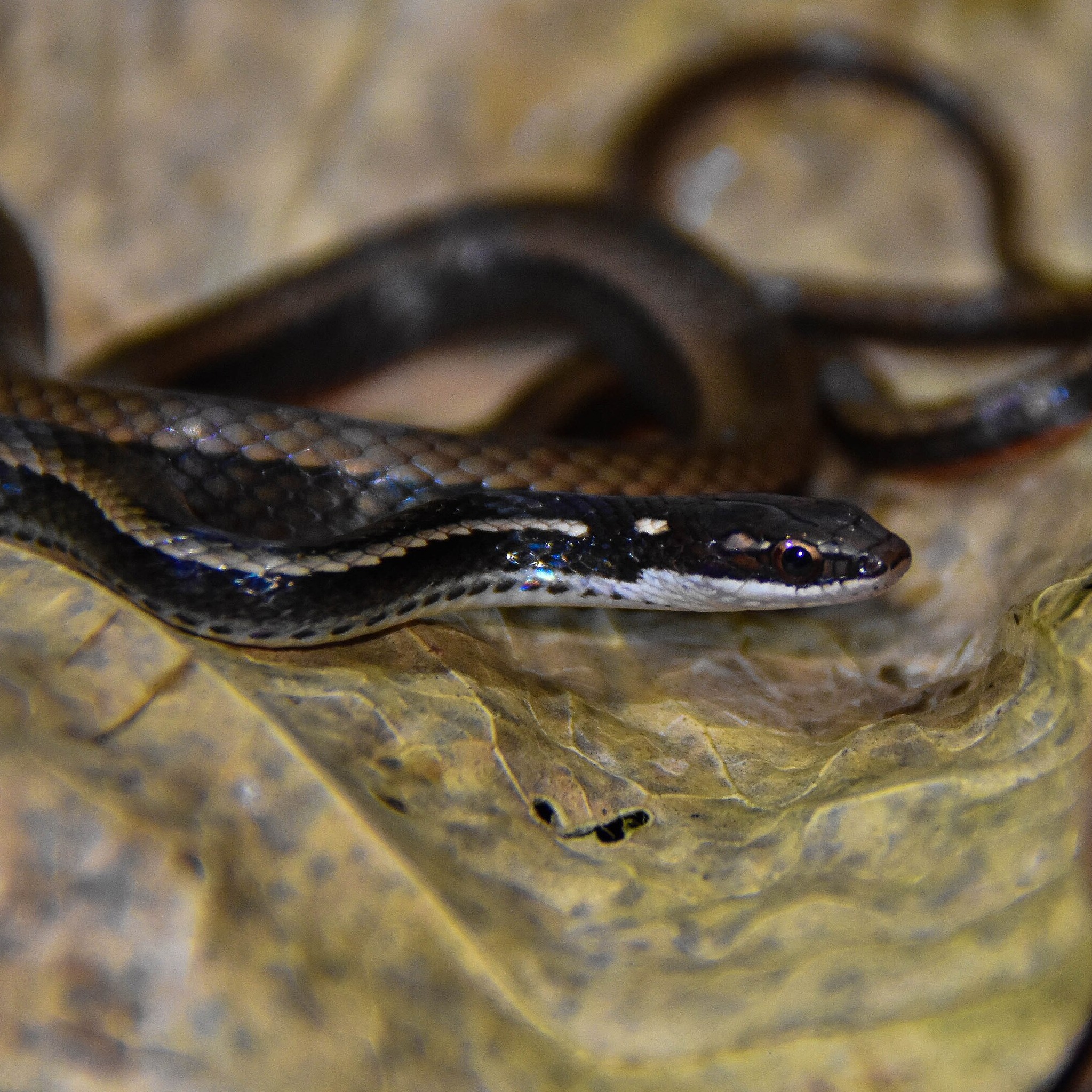 Rhadinaea decorata