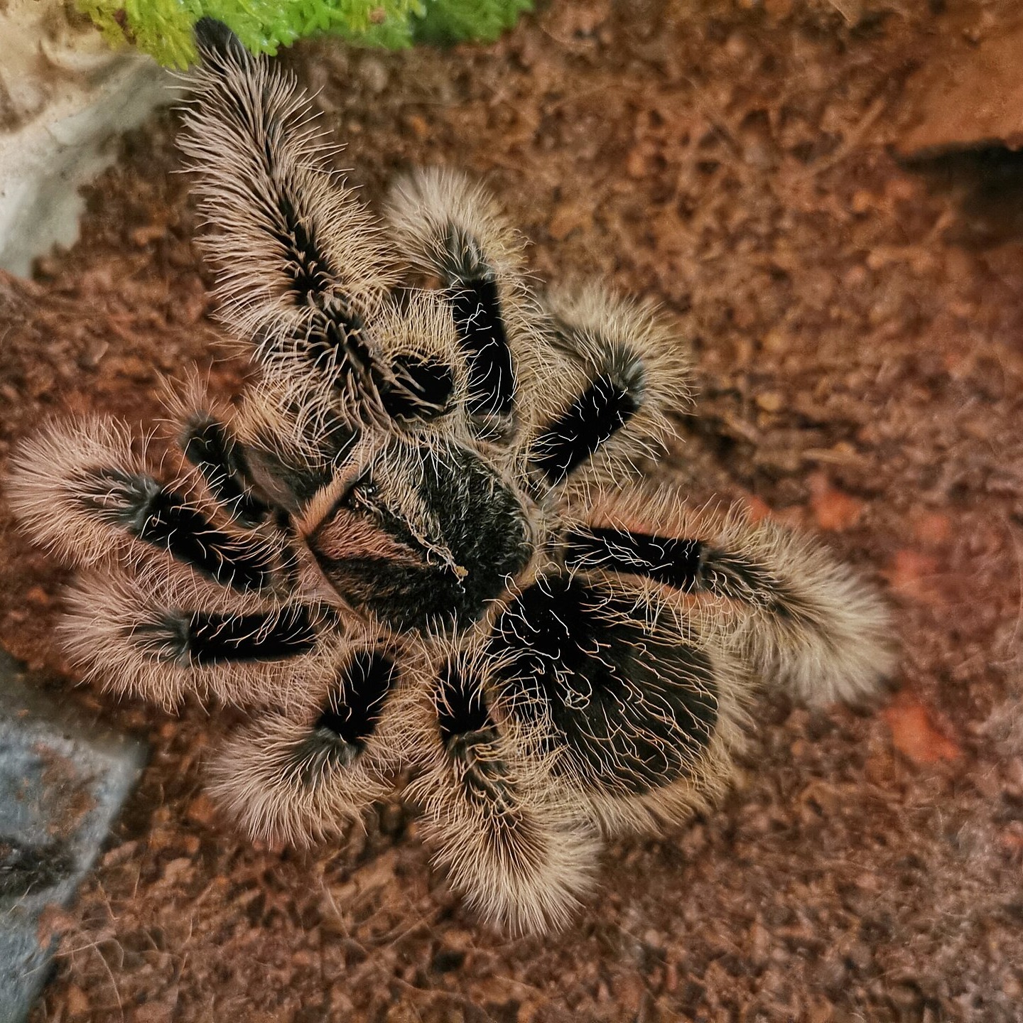 Brachypelma albopilosum