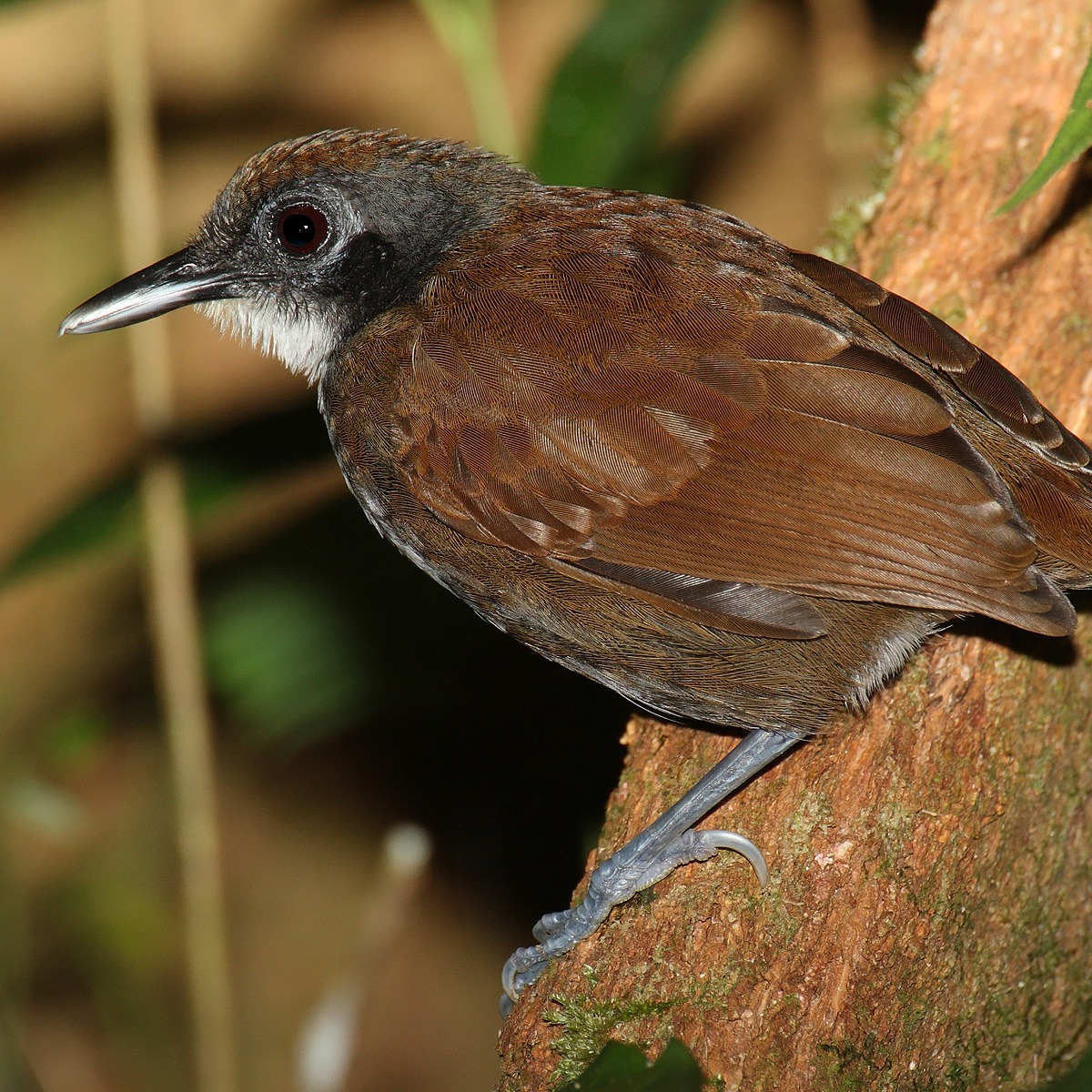 Gymnopithys leucaspis