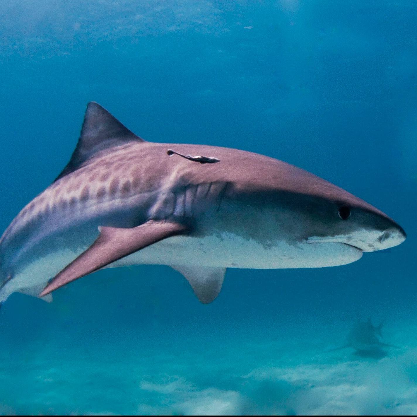 Galeocerdo cuvier