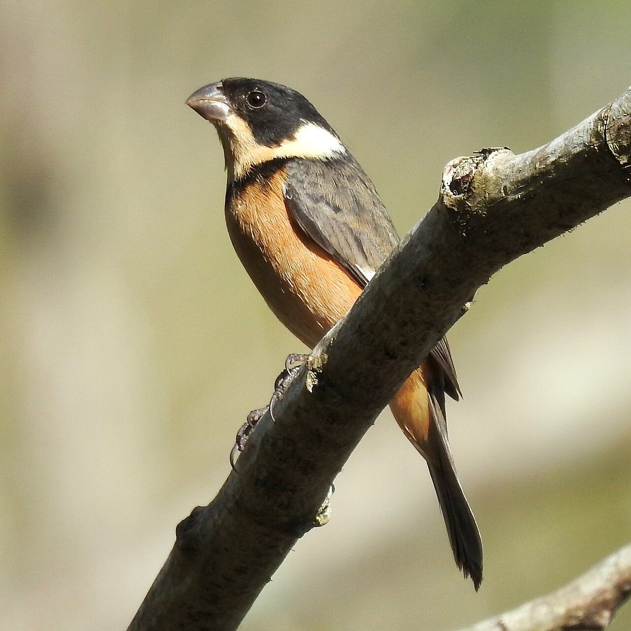 Sporophila torqueola
