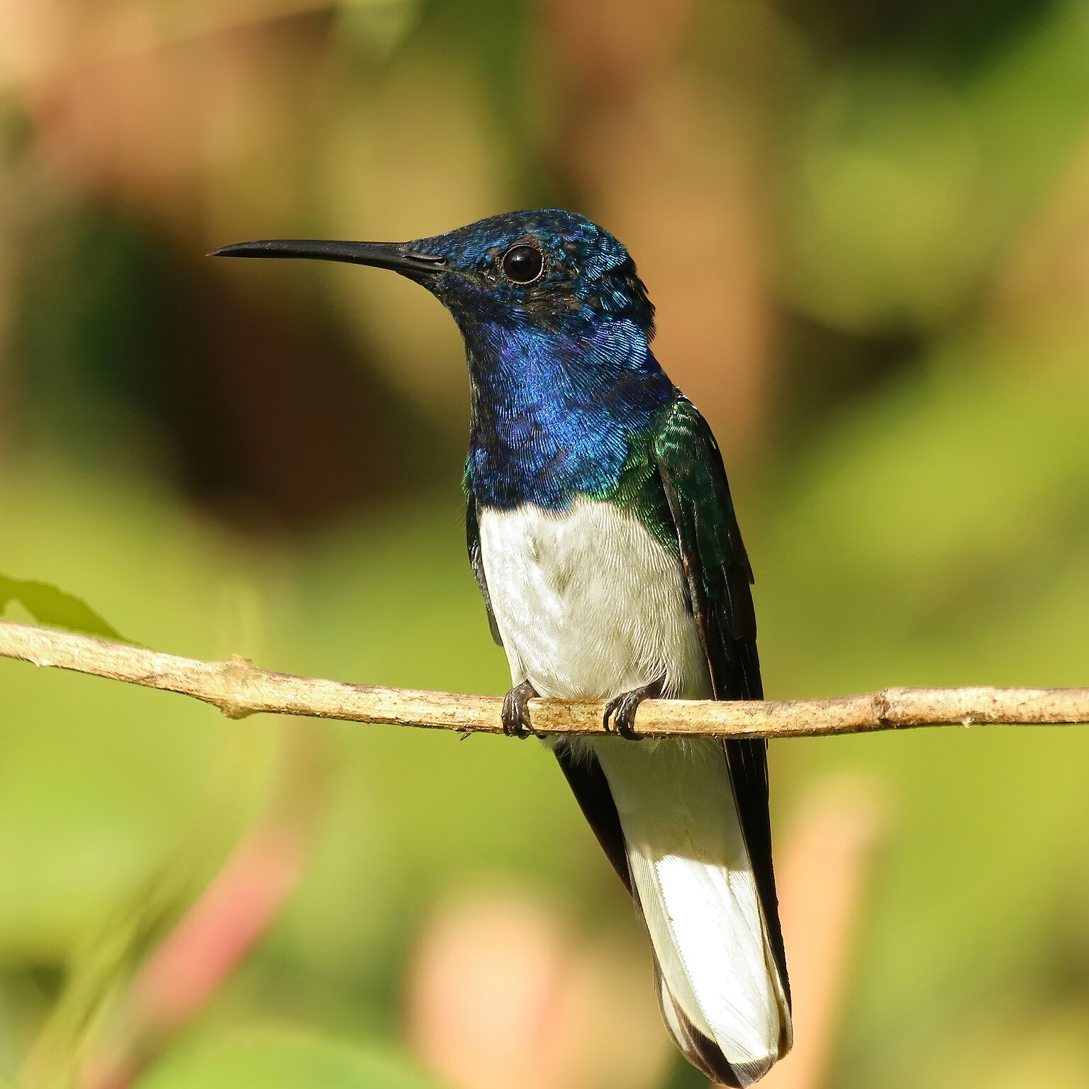 Florisuga mellivora