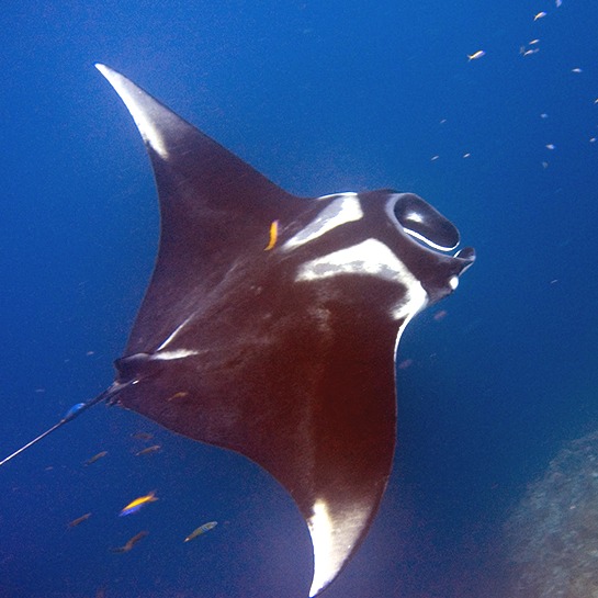 Manta birostris
