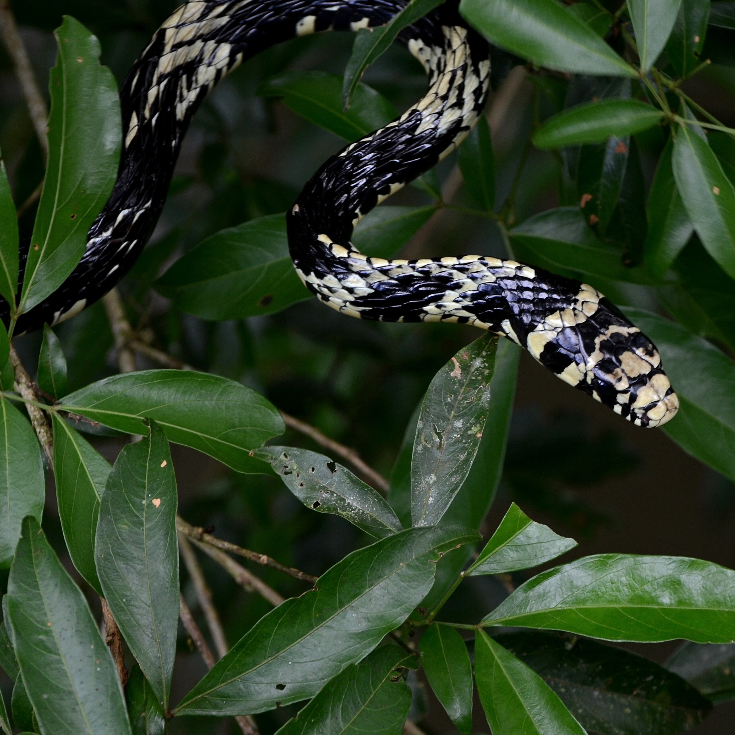 Spilotes pullatus
