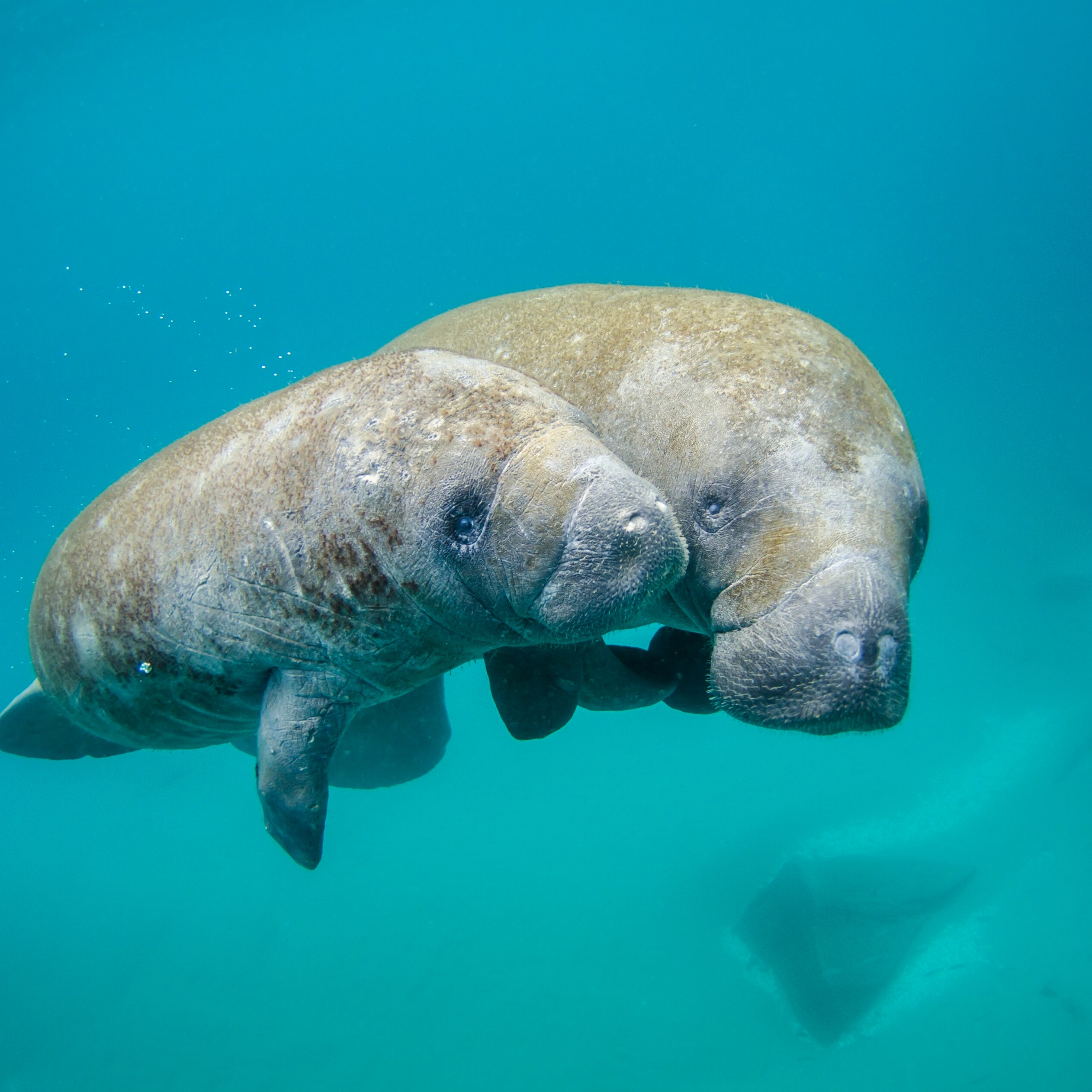 Trichechus manatus