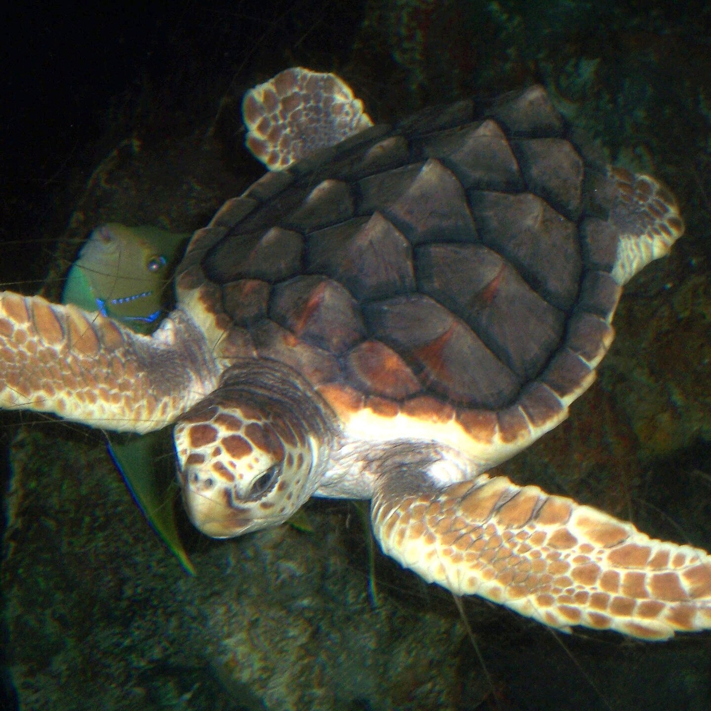 Caretta caretta