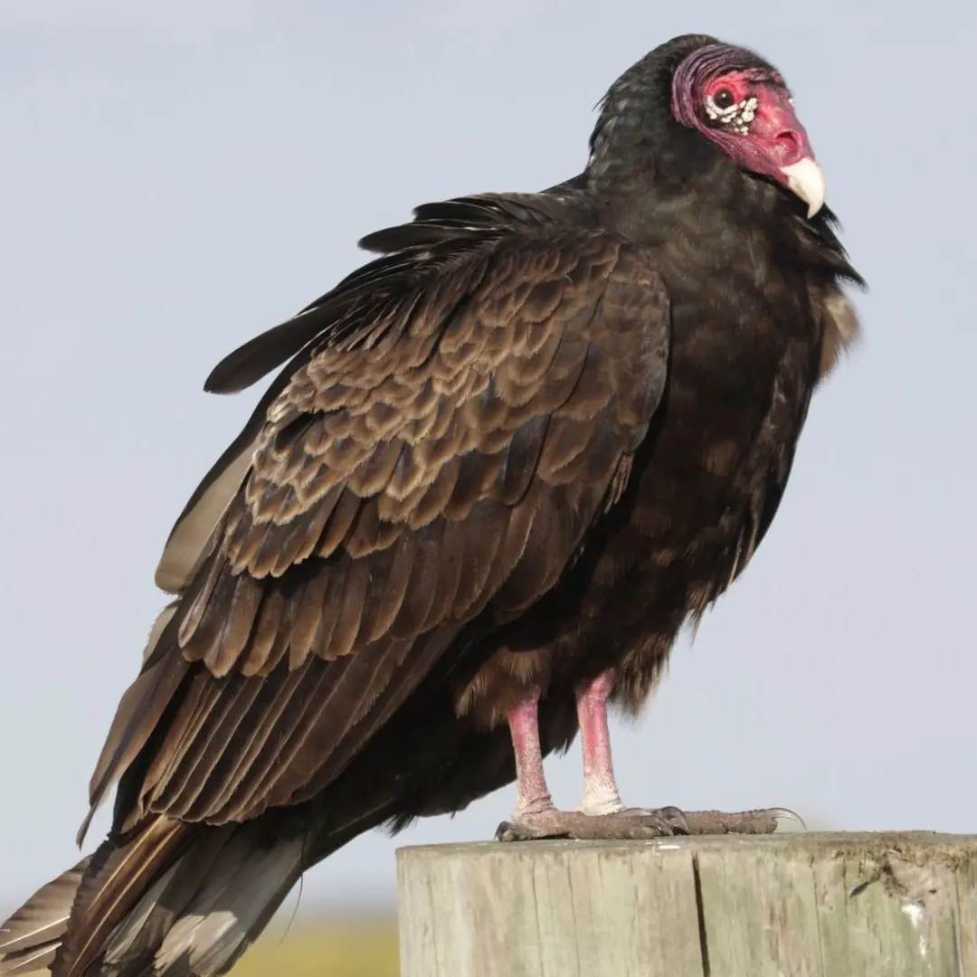 Cathartes aura
