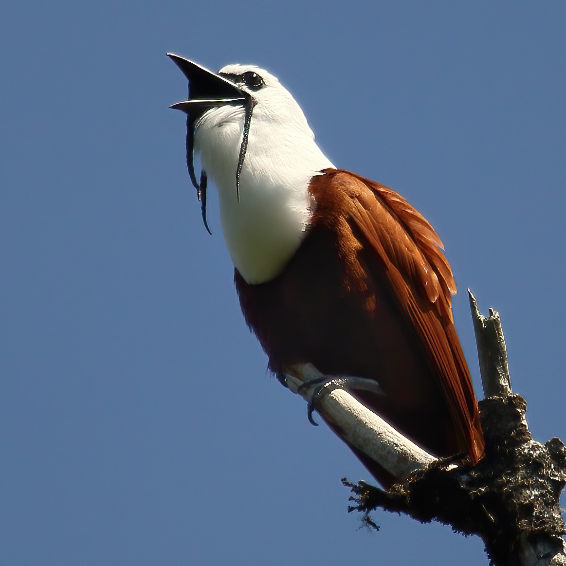 Procnias tricarunculatus