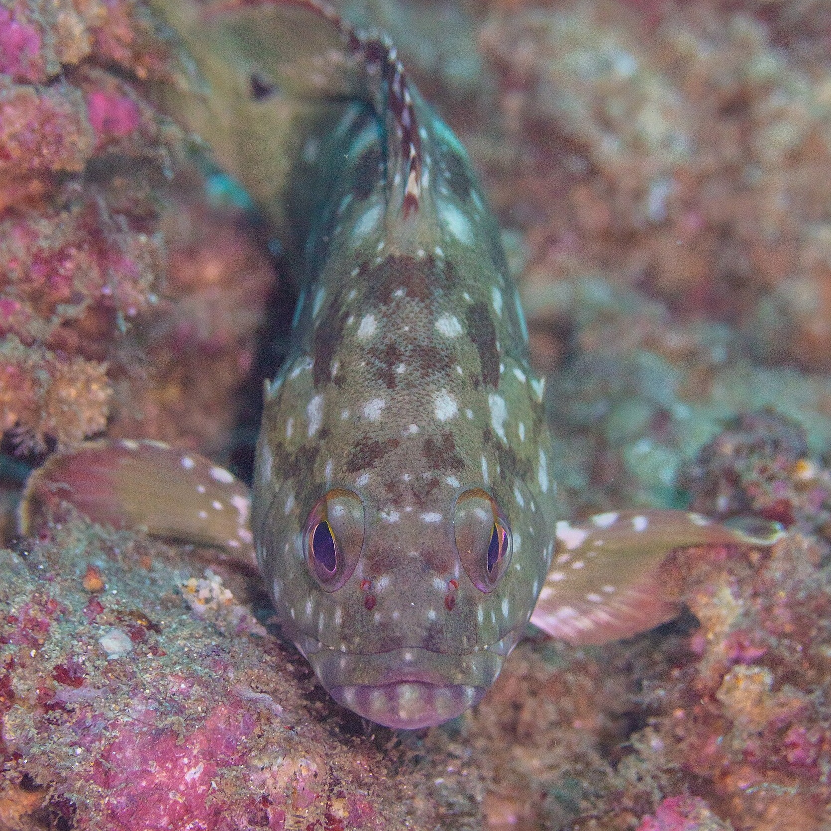 Epinephelus labriformis