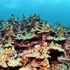 Porites lobata