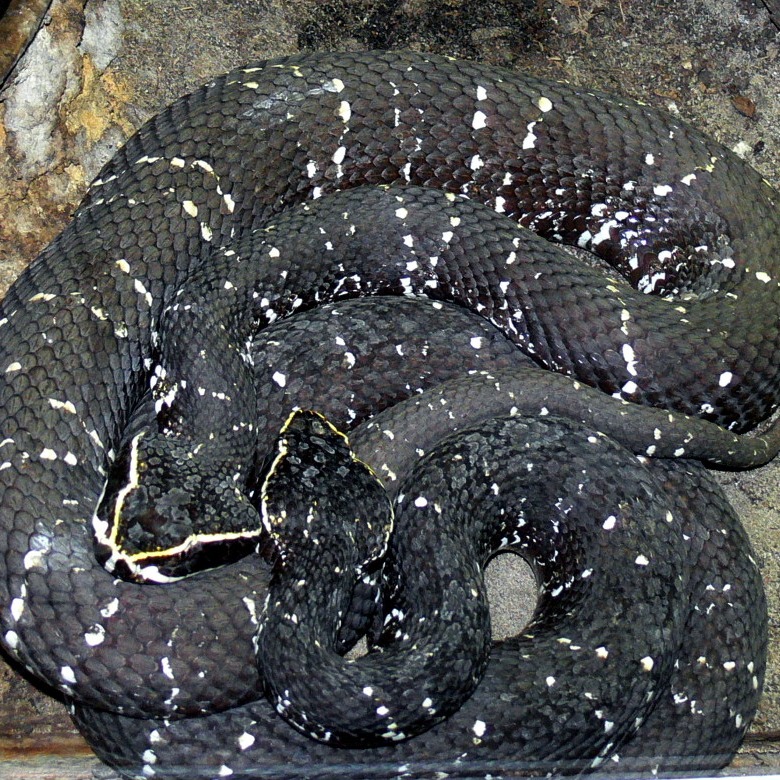 Agkistrodon bilineatus