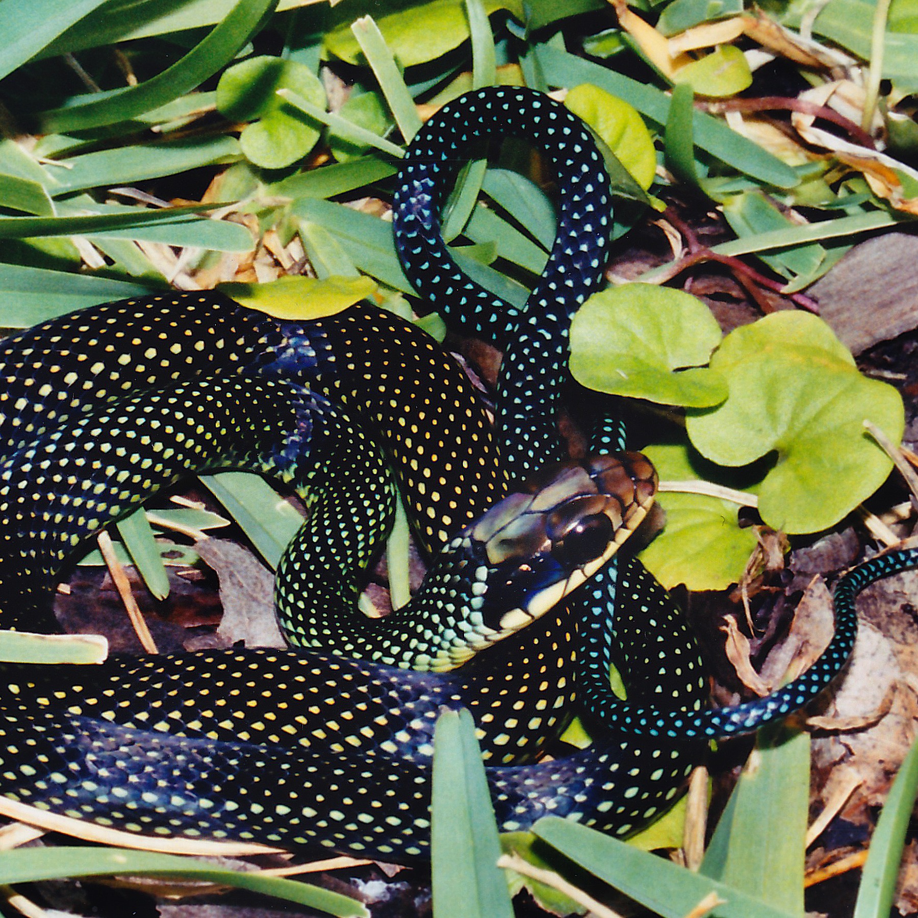 Drymobius margaritiferus
