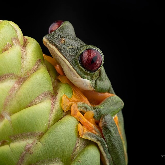 Agalychnis spurrelli