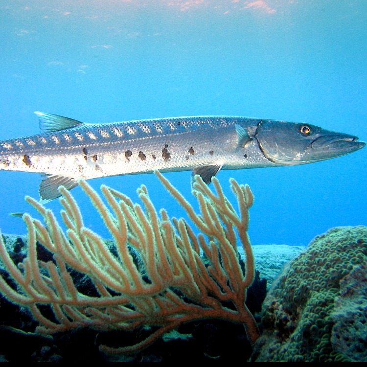 Sphyraena barracuda