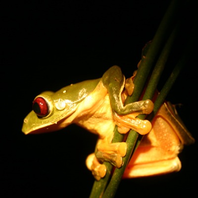 Agalychnis saltator