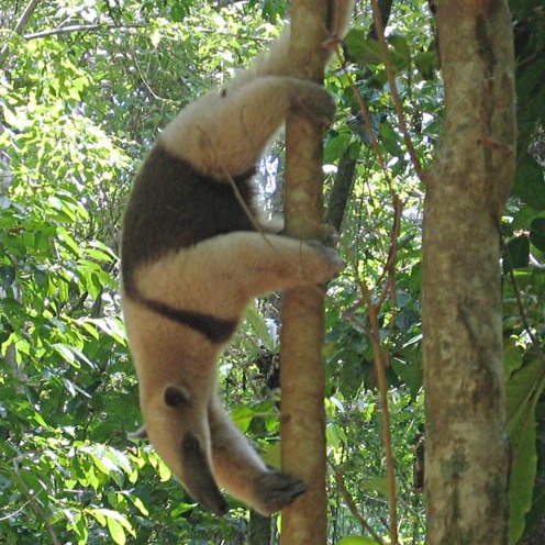 Tamandua mexicana