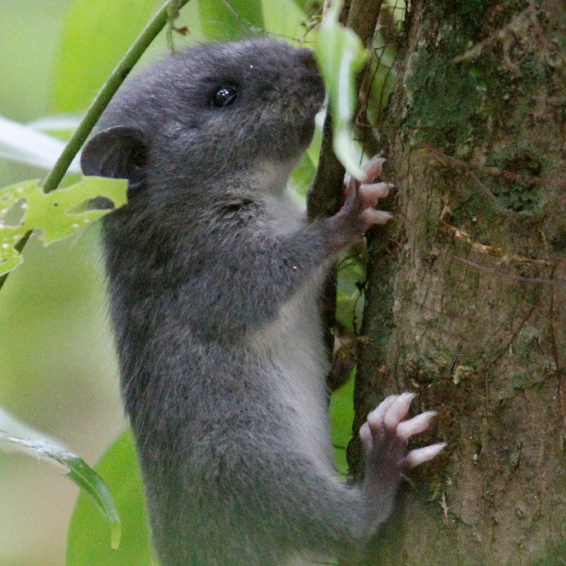 Tylomys watsoni