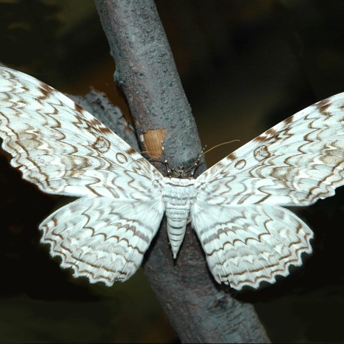 Thysania agrippina