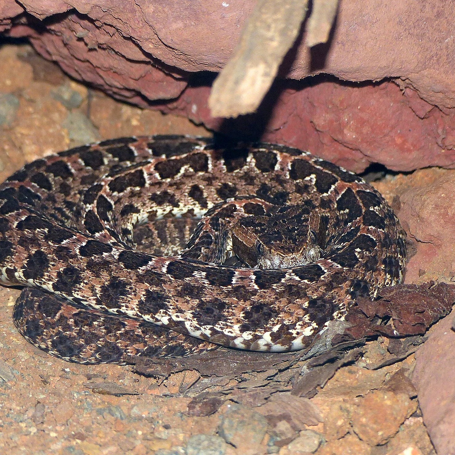Porthidium ophryomegas