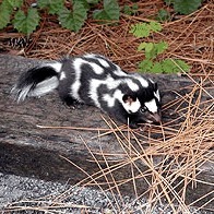 Spilogale putorius