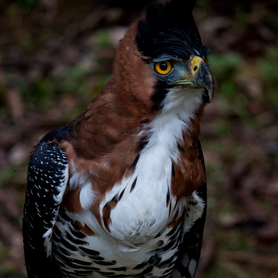 Spizaetus ornatus