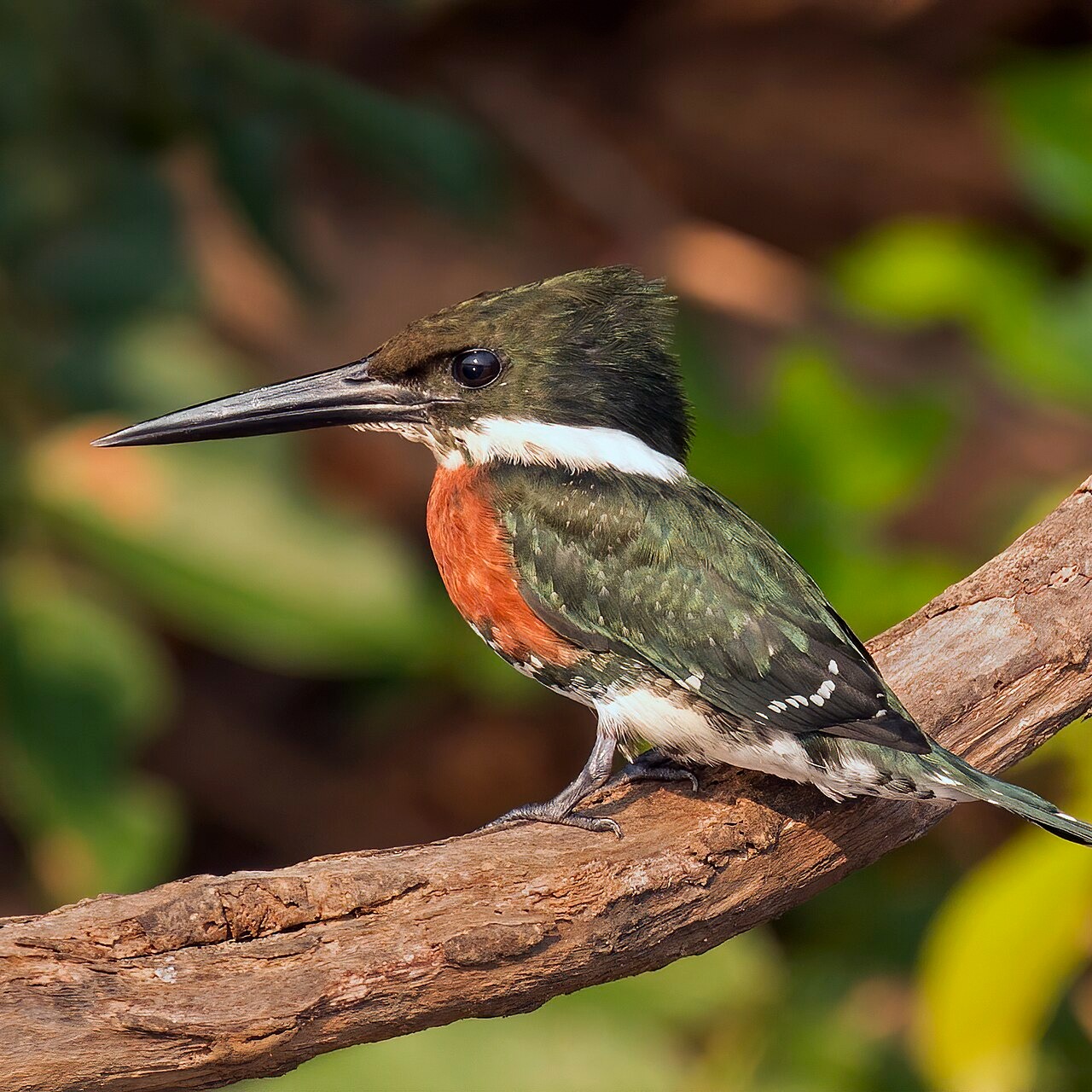 Chloroceryle americana