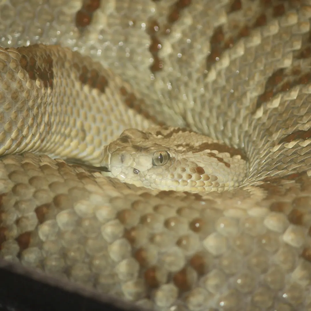 Crotalus simus