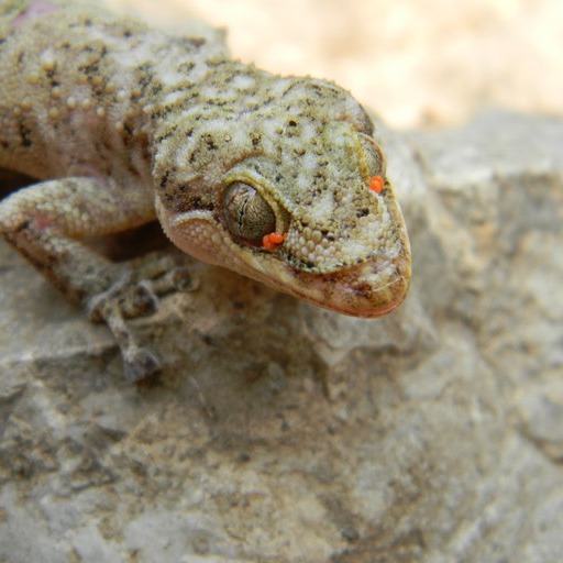 Phyllodactylus tuberculosus
