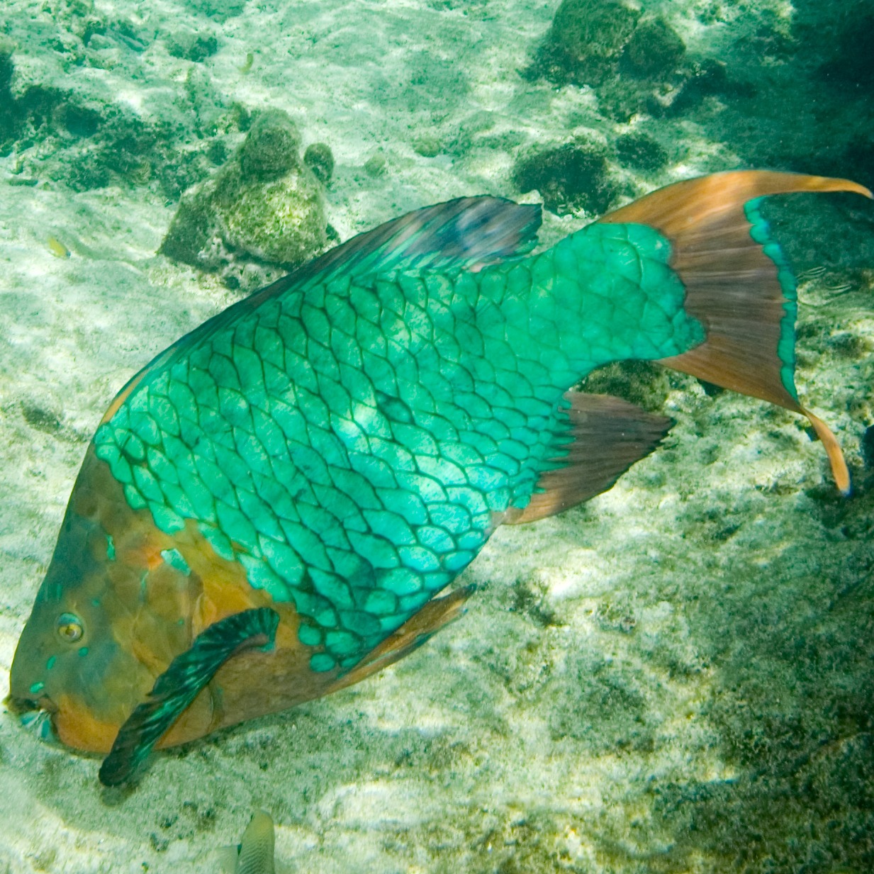 Scarus guacamaia