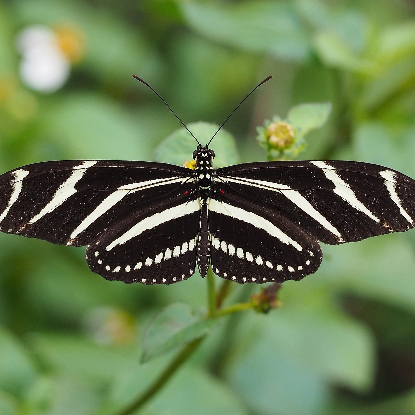 Heliconius charithonia