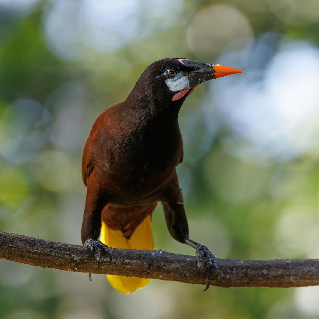 Psarocolius montezuma