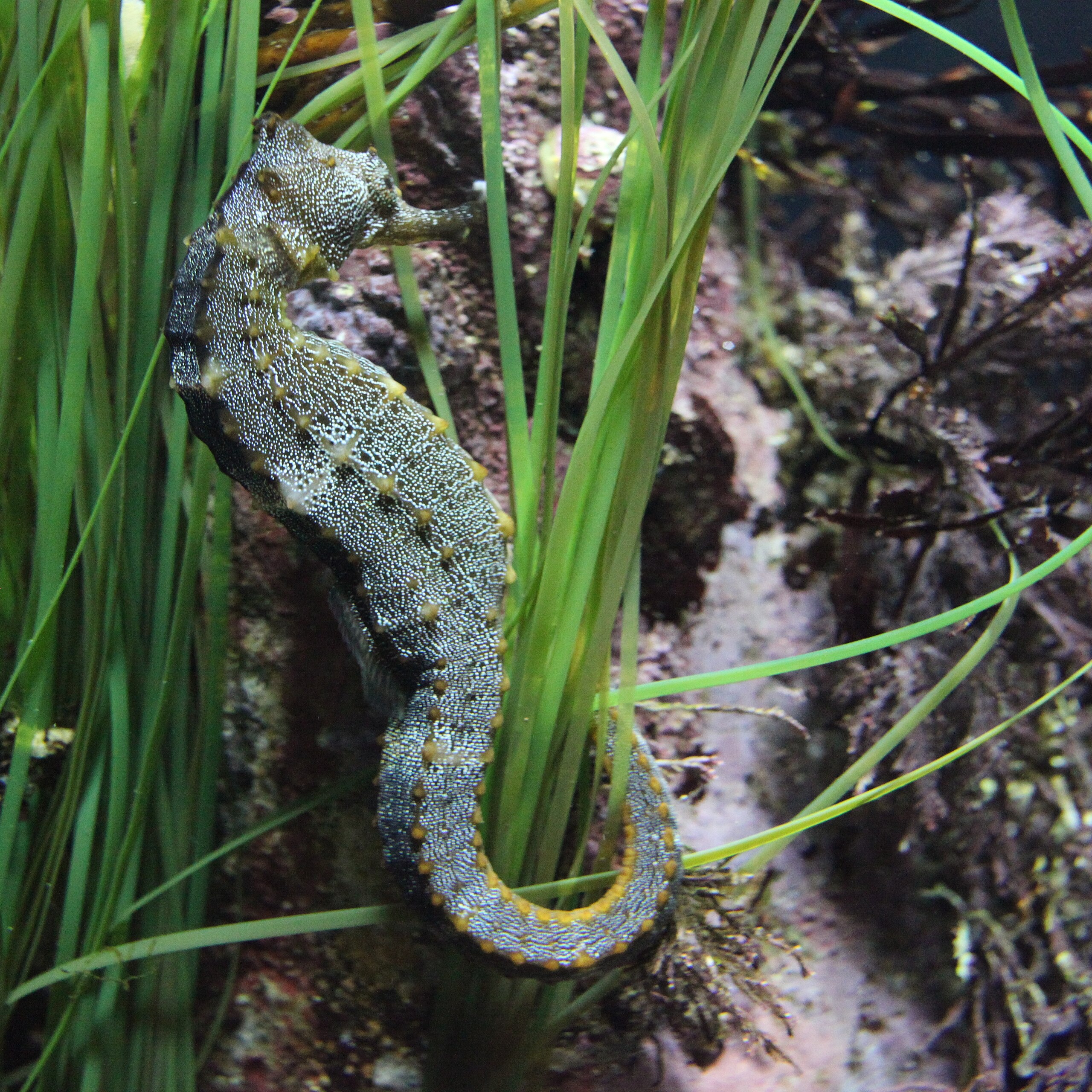 Hippocampus ingens
