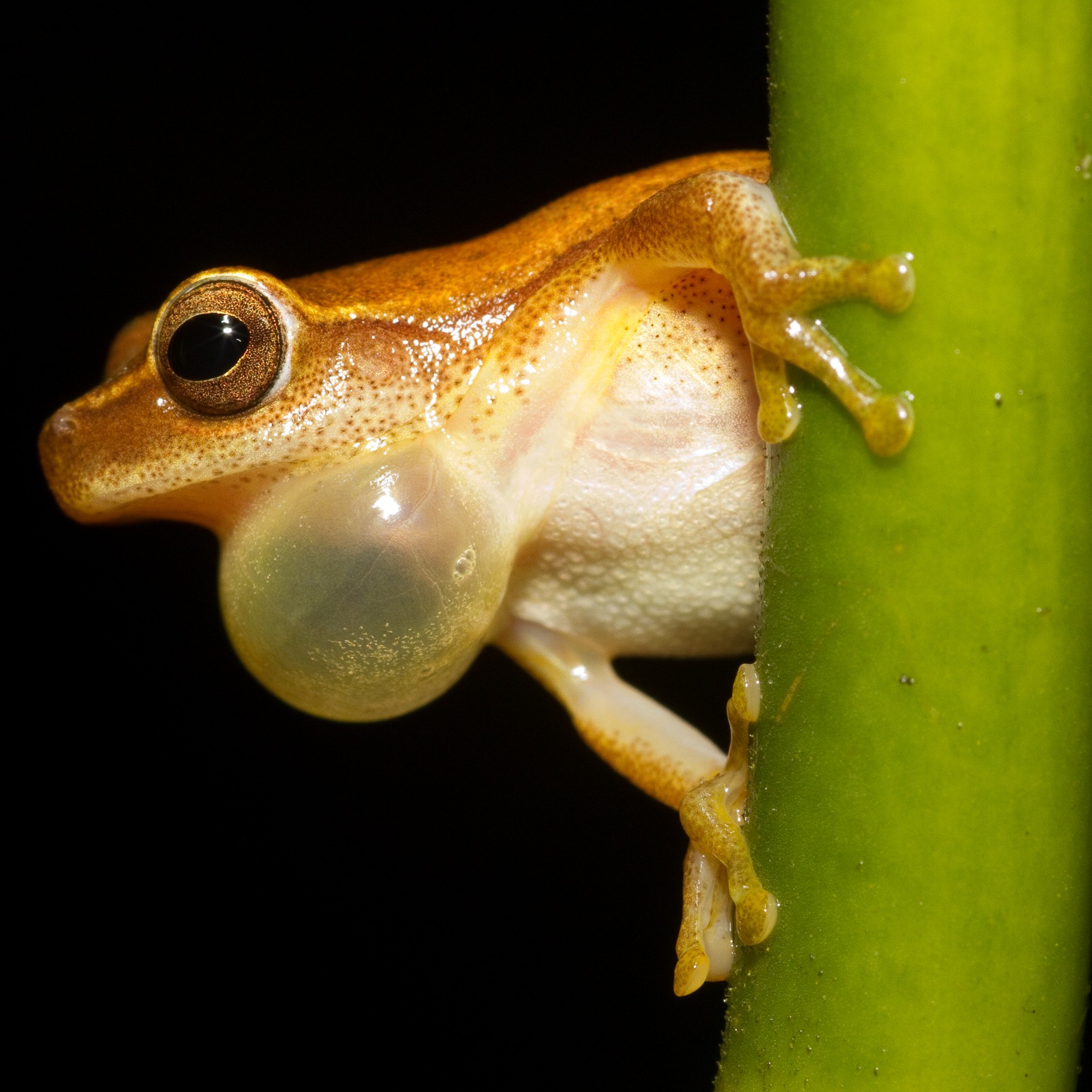 Dendropsophus microcephalus