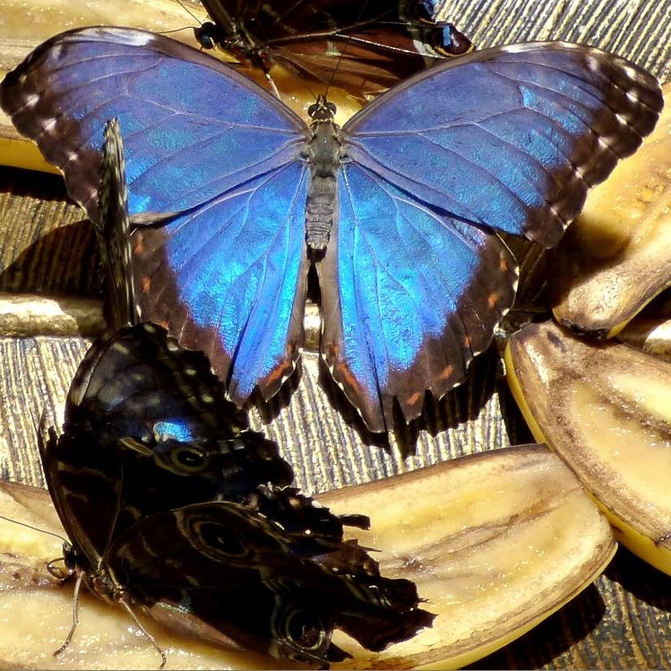 Morpho peleides