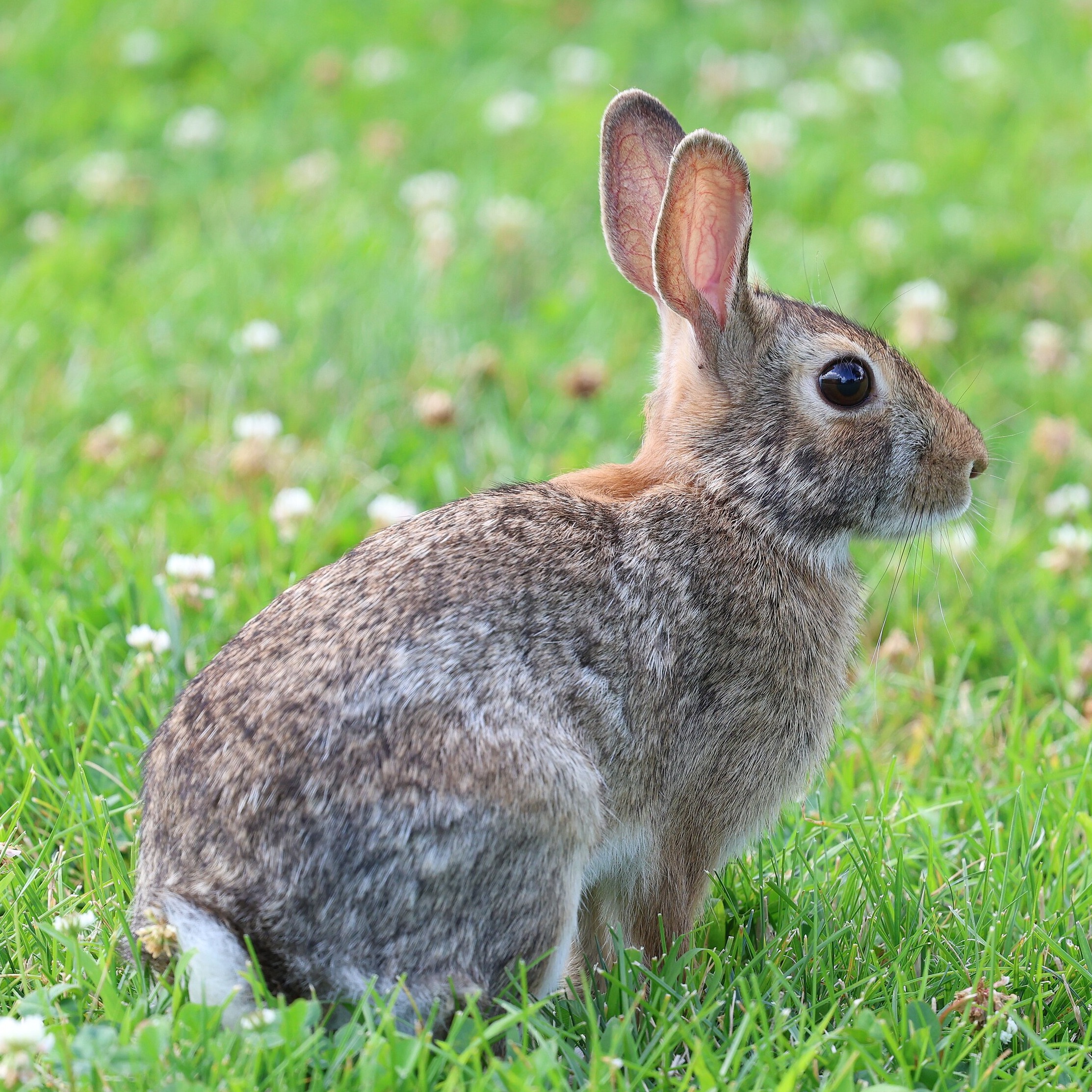 Sylvilagus floridanus