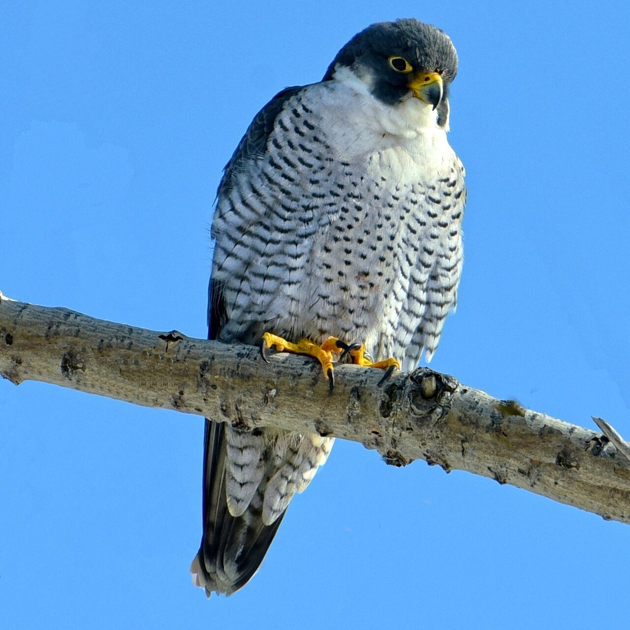 Falco peregrinus