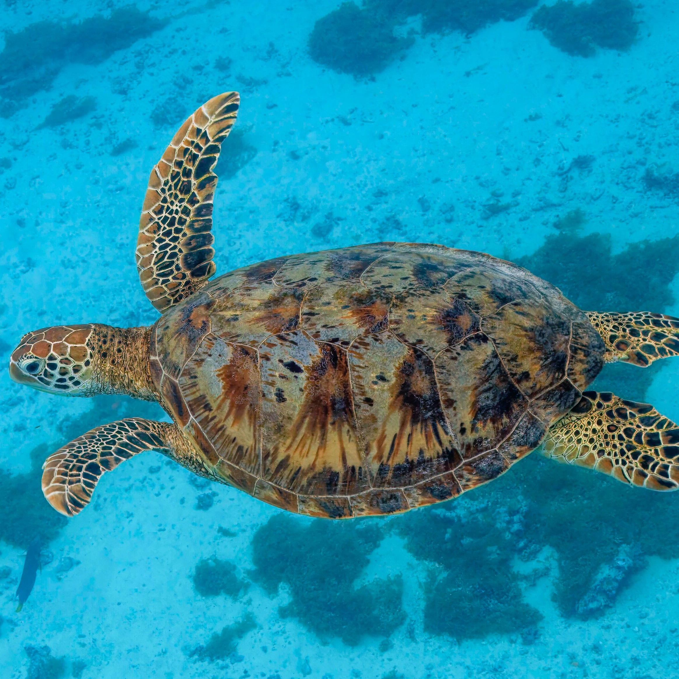 Chelonia mydas