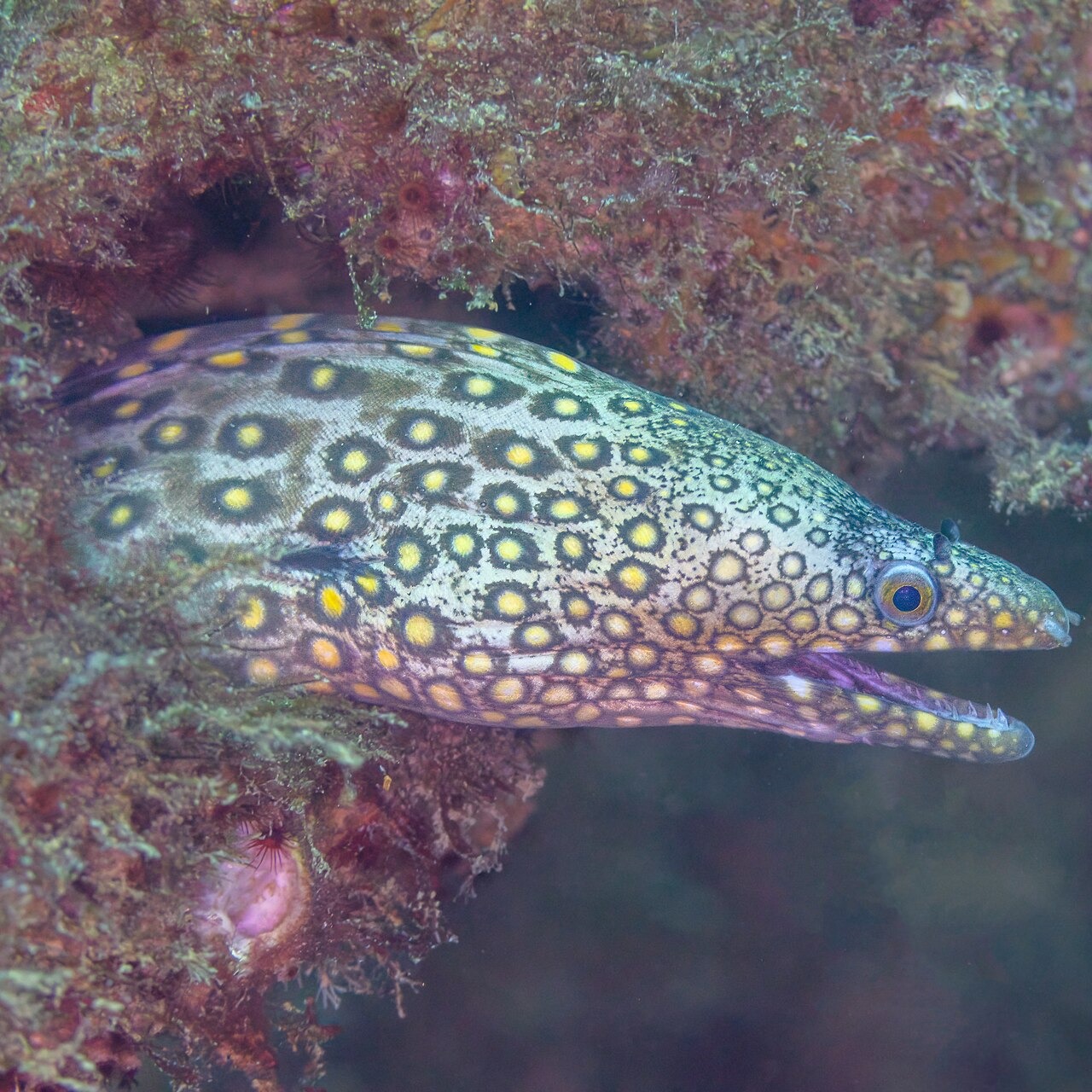 Muraena lentiginosa