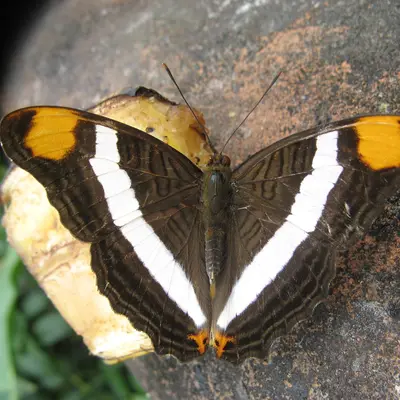 Adelpha fessonia