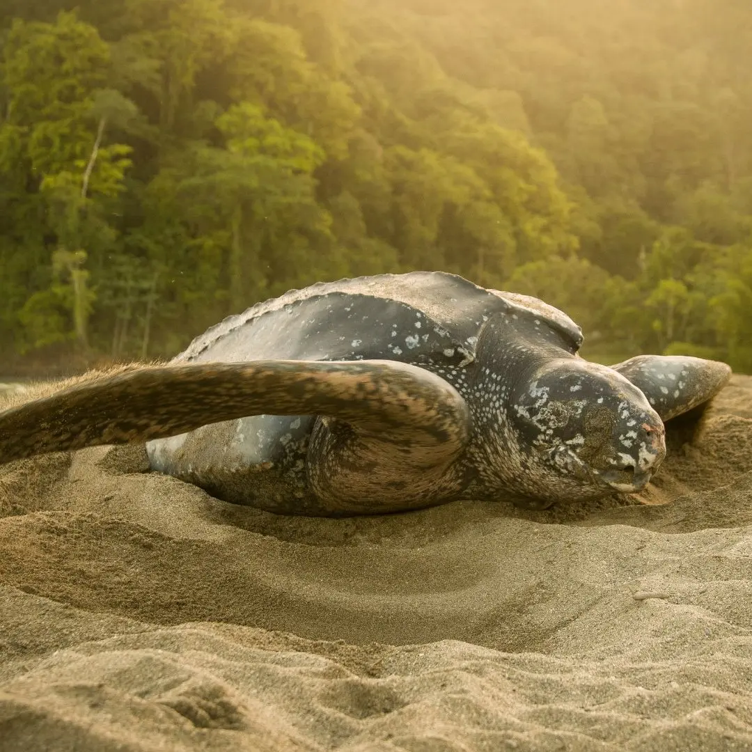Dermochelys coriacea