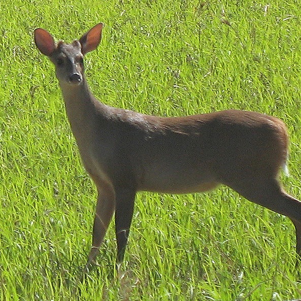 Mazama americana