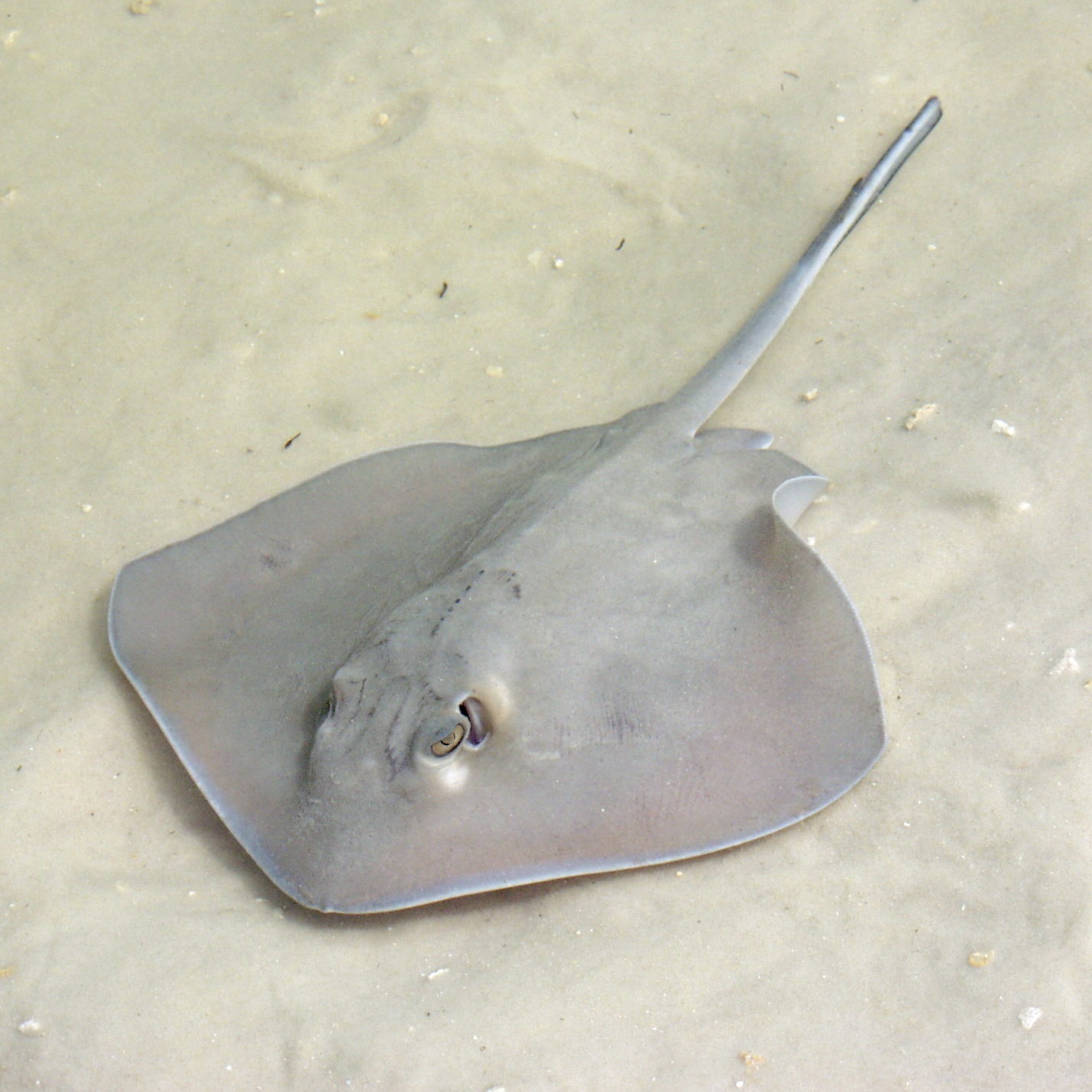 Dasyatis americana