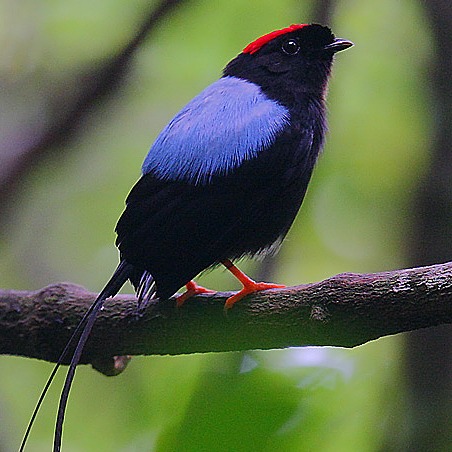 Chiroxiphia linearis