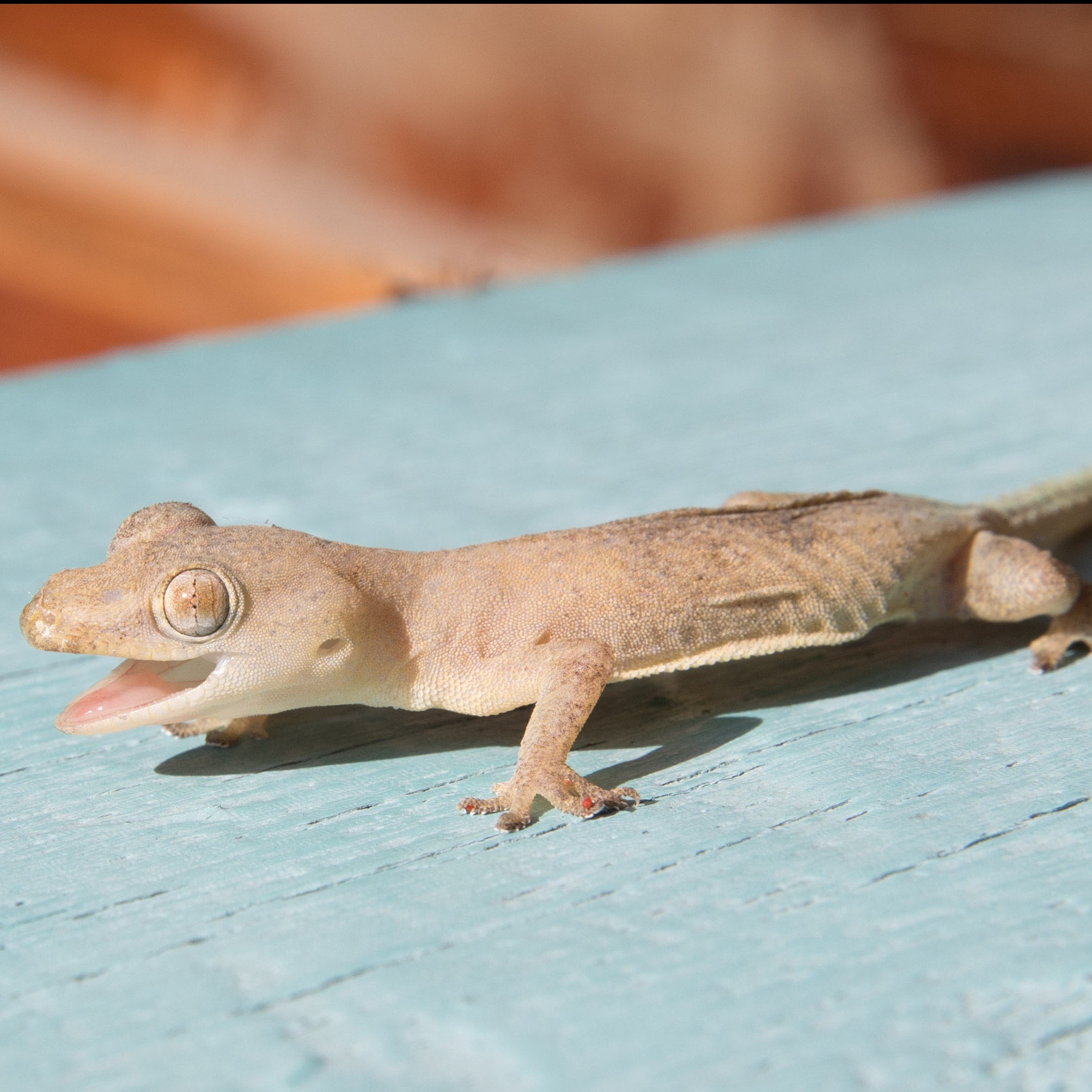 Hemidactylus frenatus