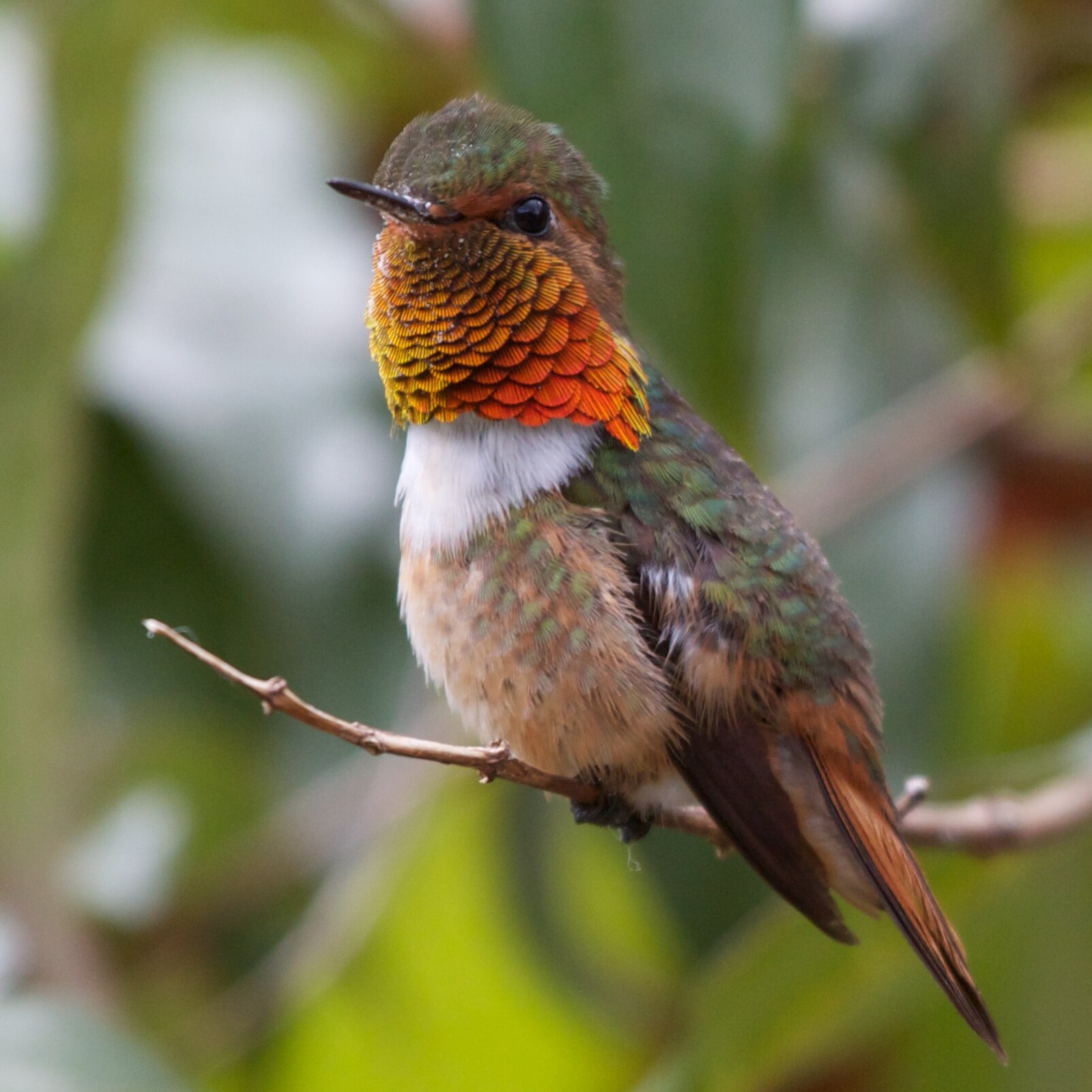 Selasphorus scintilla