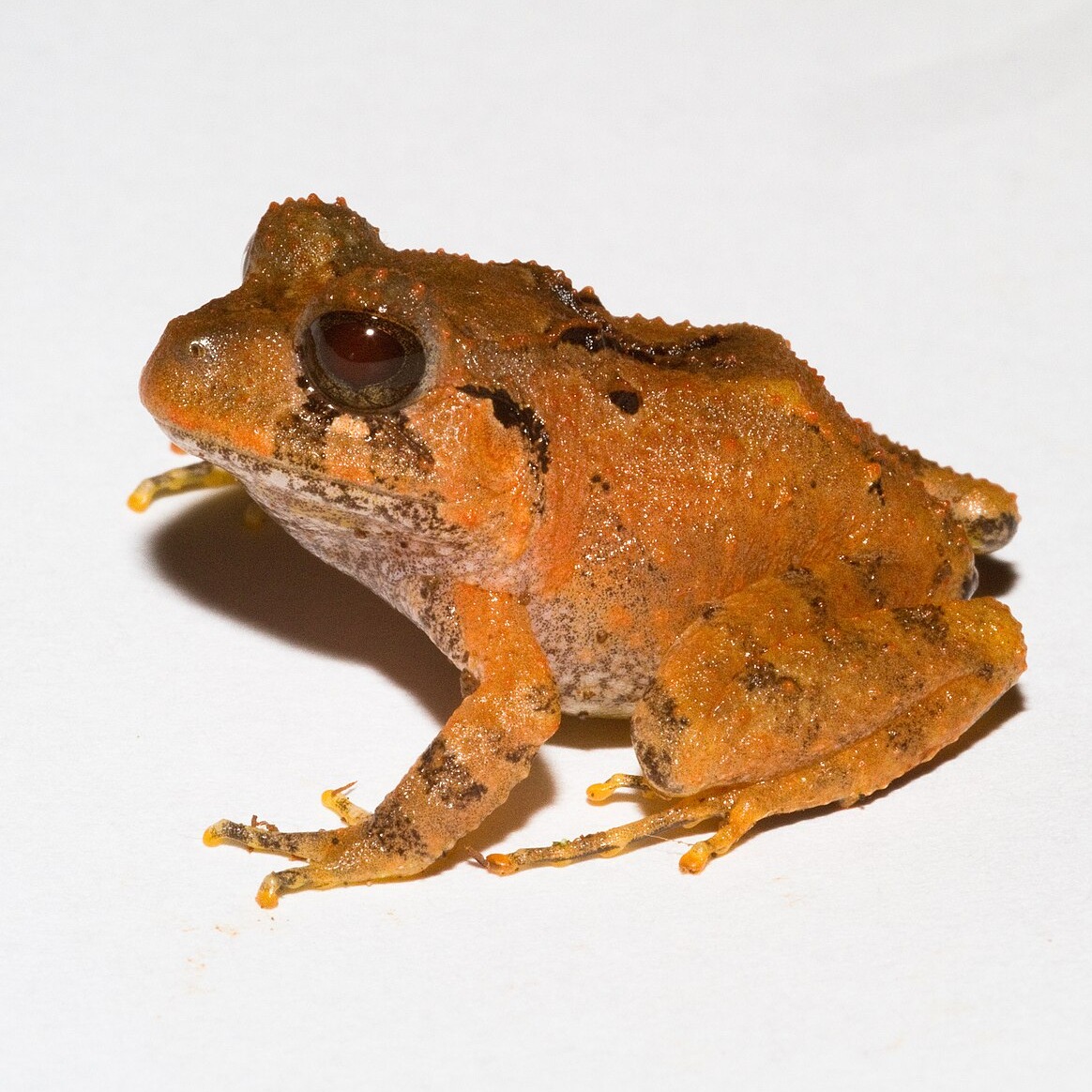 Craugastor megacephalus